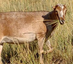 Mini Nubian goats for sale in Colorado